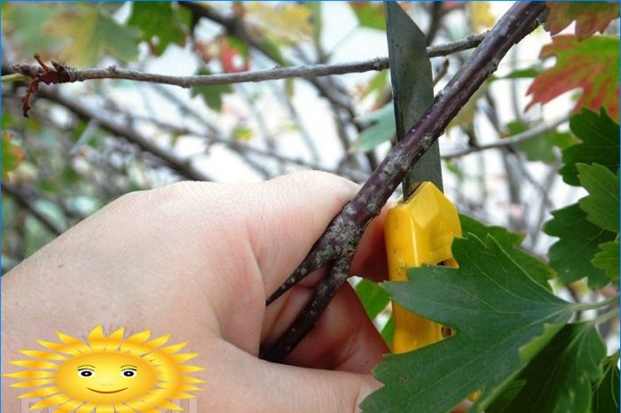 Meisterkurs: Wie man Johannisbeeren mit Stecklingen pflanzt