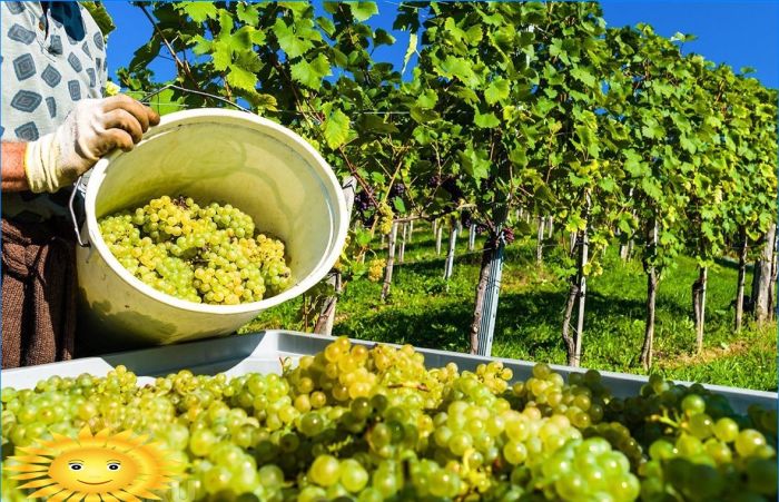 Smart Vineyard: die Grundlagen der Grundlagen