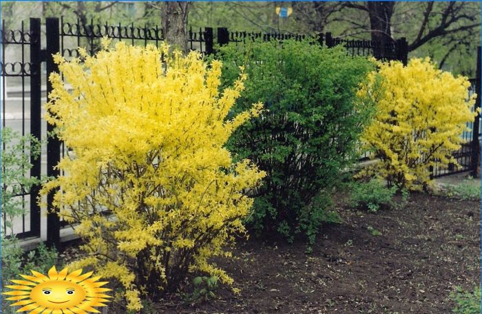 Ziersträucher zur Gartendekoration