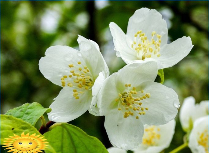 Ziersträucher zur Gartendekoration