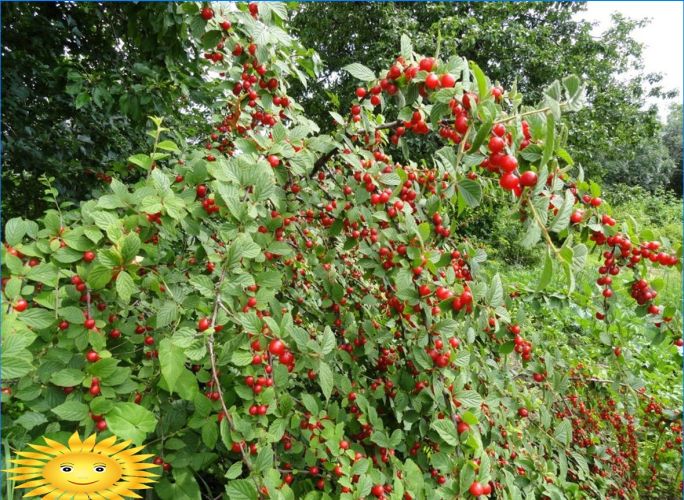 Ziersträucher zur Gartendekoration