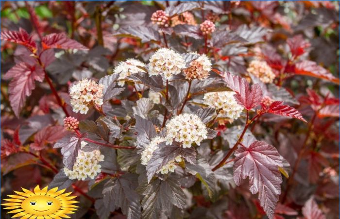 Ziersträucher zur Gartendekoration