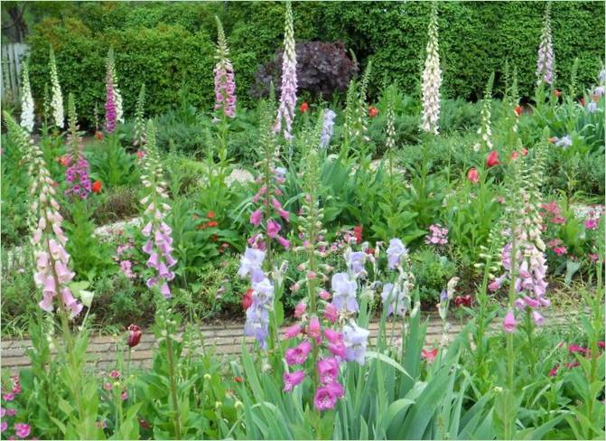 Eine ungewöhnliche Idee für einen Garten. Hohe Pflanzen