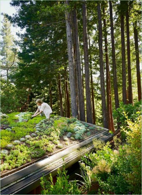 Gemütliche Hütten zwischen den Bäumen in Mill Valley Cabins in Kalifornien, USA