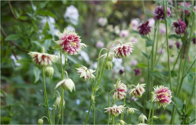 Eine ungewöhnliche Idee für den Garten. Auswahl der Blumen