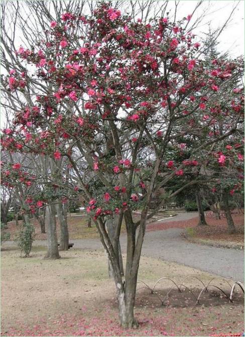 Kairaku-en-Gärten in Mito