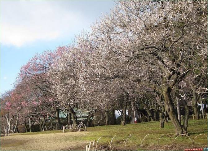 Kairaku-en-Gärten in Mito