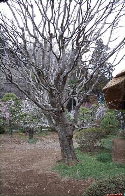 Kairaku-en-Gärten in Mito