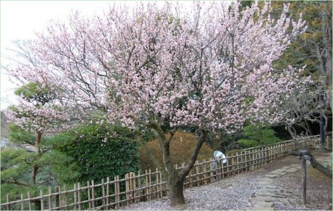 Kairaku-en-Gärten in Mito