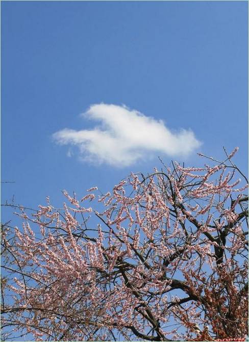 Kairaku-en-Gärten in Mito