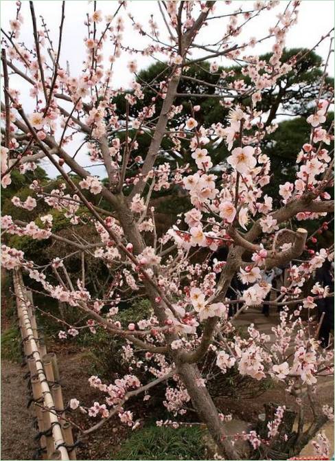 Kairaku-en-Gärten in Mito