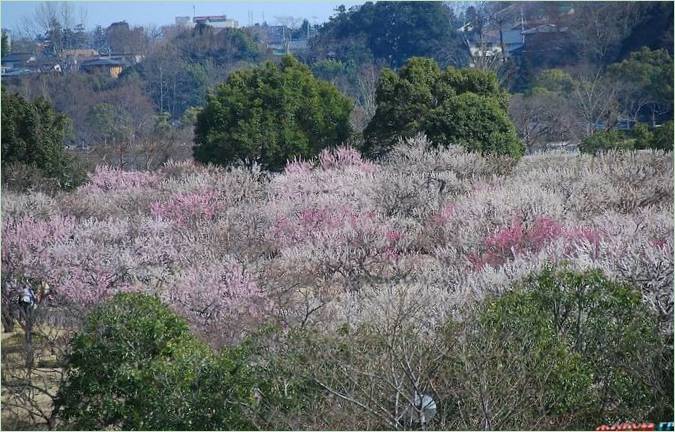 Kairaku-en-Gärten in Mito