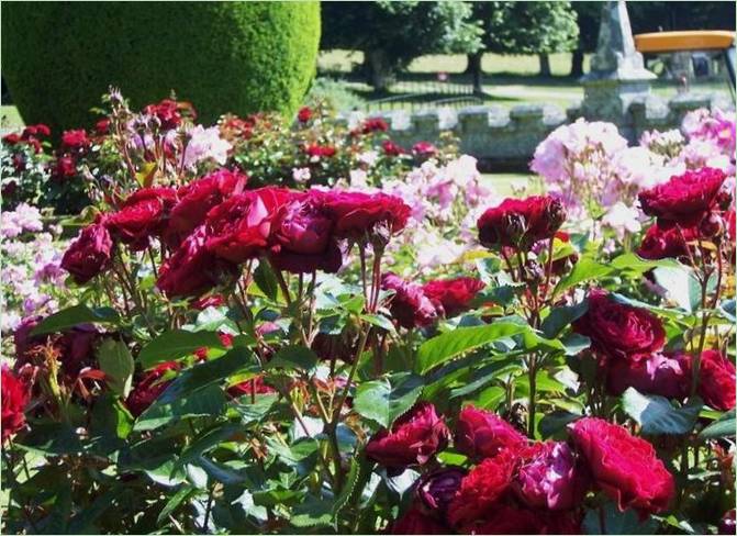 Landrock Garten in Cornwall