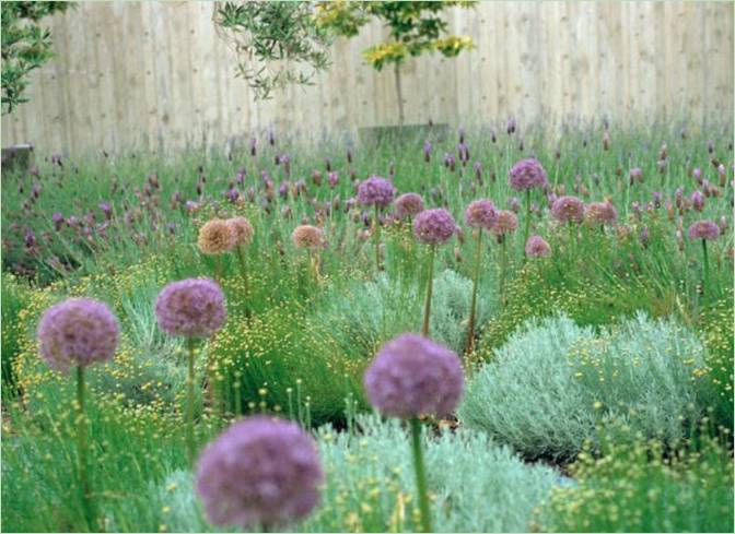 Budget-Landschaftsbau - Ziergräser und Allium