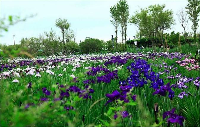 Wasser-Iris-Garten in Japan