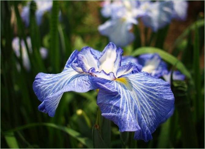 Der Iris-Wassergarten in Japan