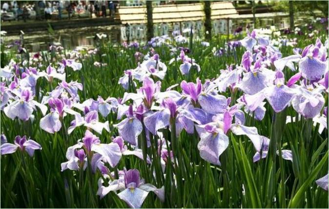 Japans Iris-Wassergarten