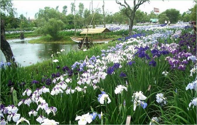 Japanischer Iris-Wassergarten