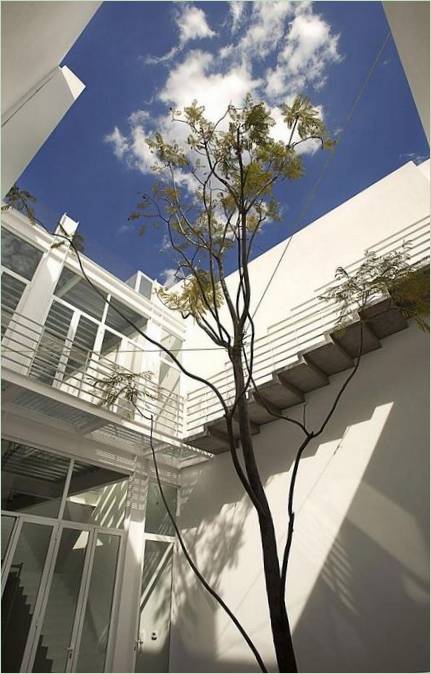 Ein Baum in einem mexikanischen Herrenhaus