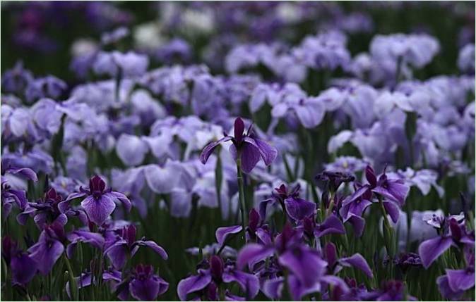 Ein japanischer Iris-Wassergarten