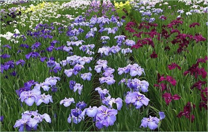 Japans Wasser-Iris-Garten