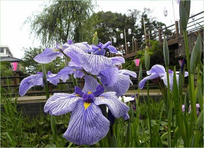 Der Iris-Wassergarten in Japan