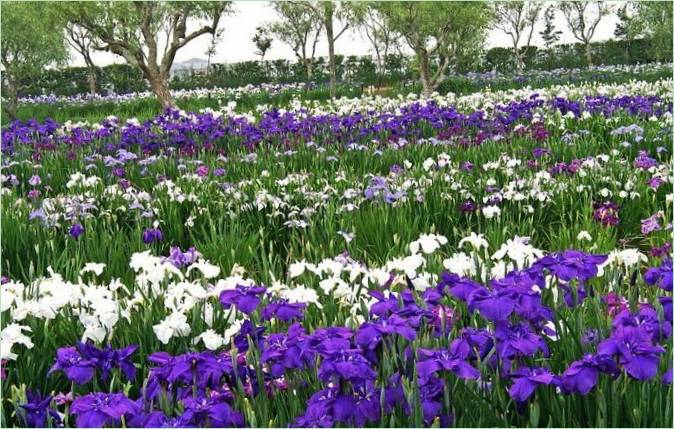 Der Iris-Wassergarten in Japan