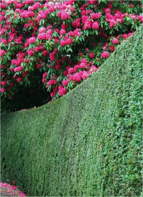 Landrock Garten in Cornwall