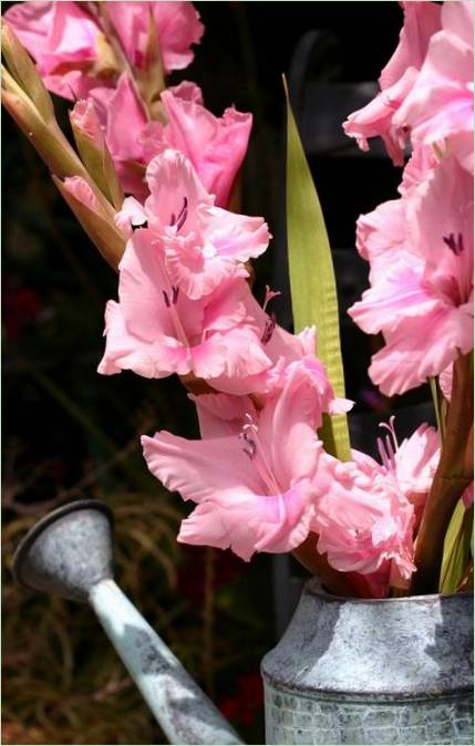 Blumenschmuck für die Terrasse