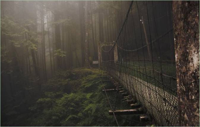 Die Waldbrücke in Taiwan