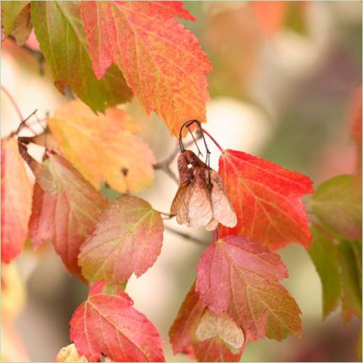 Herbstblätter