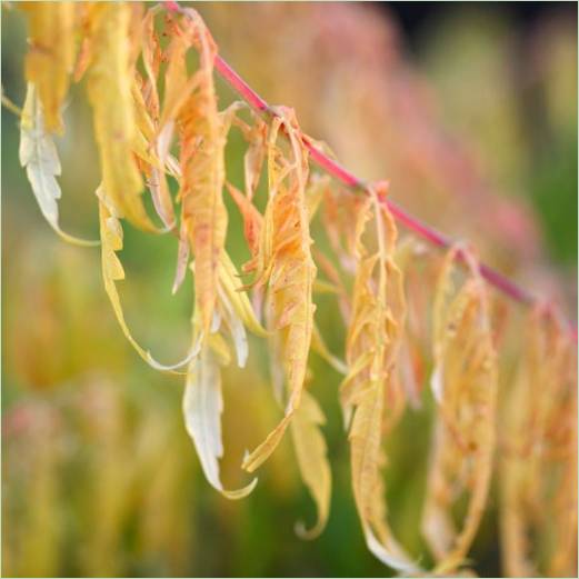 Herbstblätter