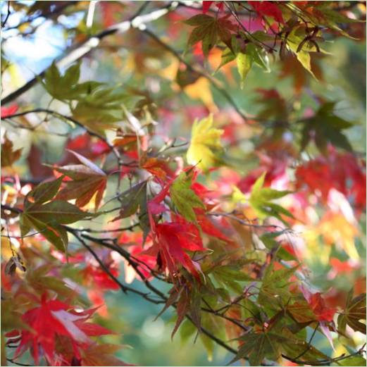 Herbstblätter