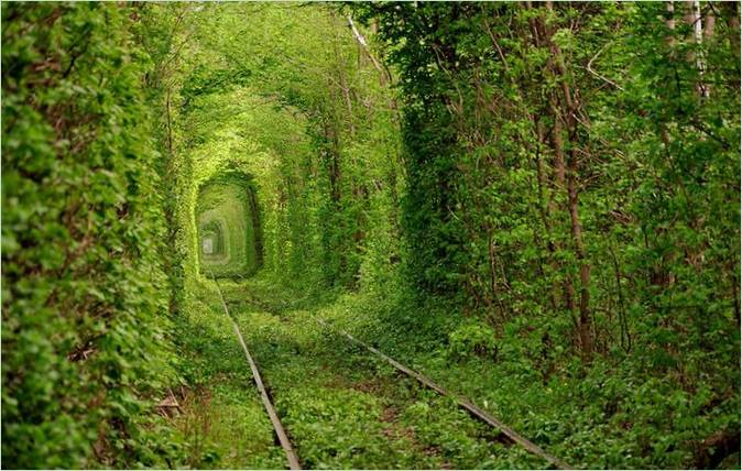 Tunnel aus Baumzweigen